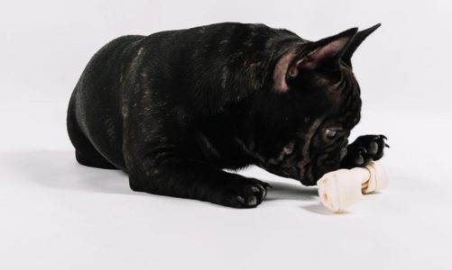 What are the breeding issues one might face with a French bulldog?